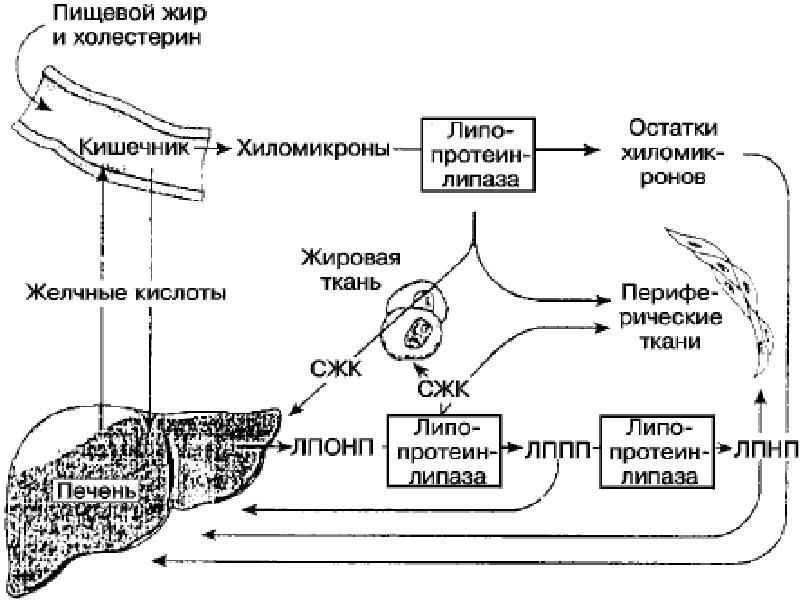 Обмен веществ холестерин