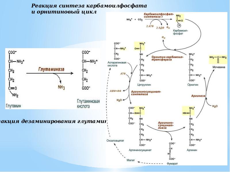 Объясните причины жирового перерождения печени используя схему синтеза триглицеридов и фосфатидов