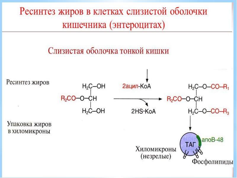Определение триглицеридов общих выше. Окисление триглицеридов по кратным связям. ацидолиз триглицеридов. промежуточный обмен триглицеридов. основные нарушения обмена триглицеридов.