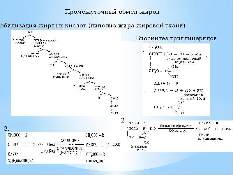 Лечение высокого триглицеридов. Обмен триглицеридов. Синтез триглицеридов. Триглицериды биохимия. Распад триглицеридов биохимия.