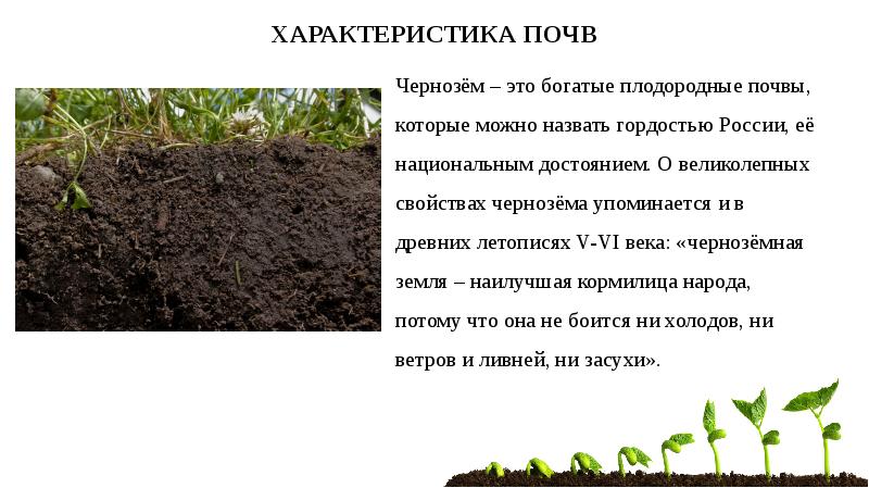 Влияния почв на растительность. Влияние почвы на рост растений. Проект влияние почв на растения. Влияние почвы на растения почвоведение. Влияние почвы на рост растений презентация.