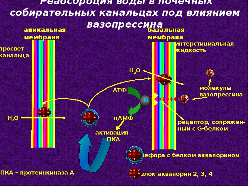 Водно электролитный обмен презентация