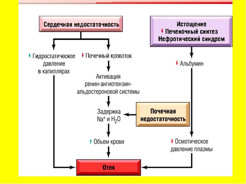 Нарушение водного обмена презентация