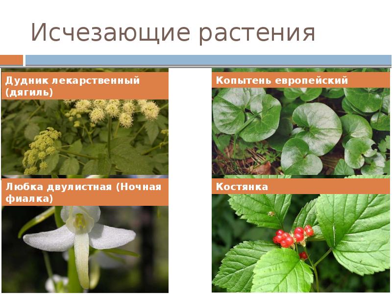 Вымершие растения россии фото и описание