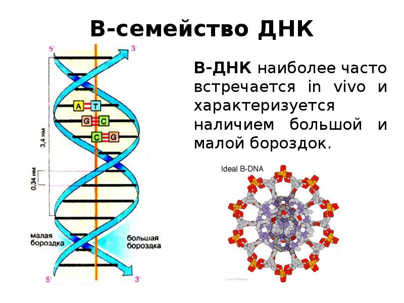 Молекулярная биология картинки