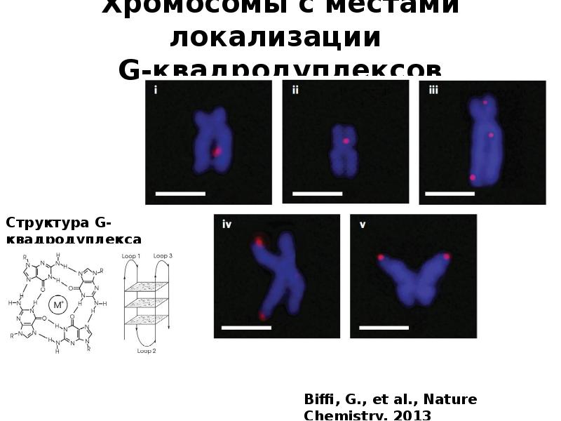 Молекулярная биология схемы