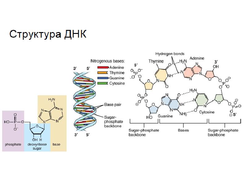 Молекулярная биология картинки