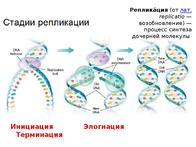 История молекулярной биологии презентация