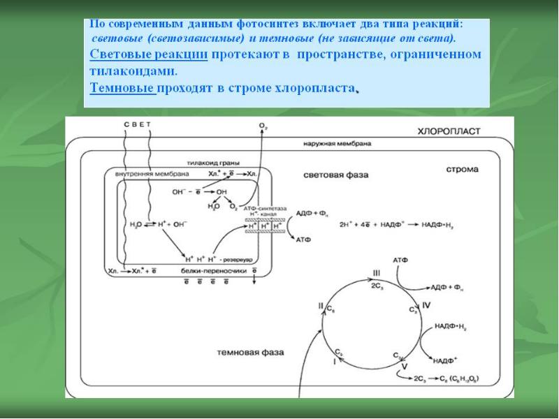 Фотосинтез схема процесса