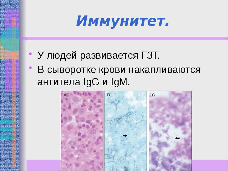 Возбудители грибковых инфекций презентация