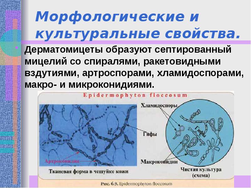 Возбудители грибковых инфекций презентация