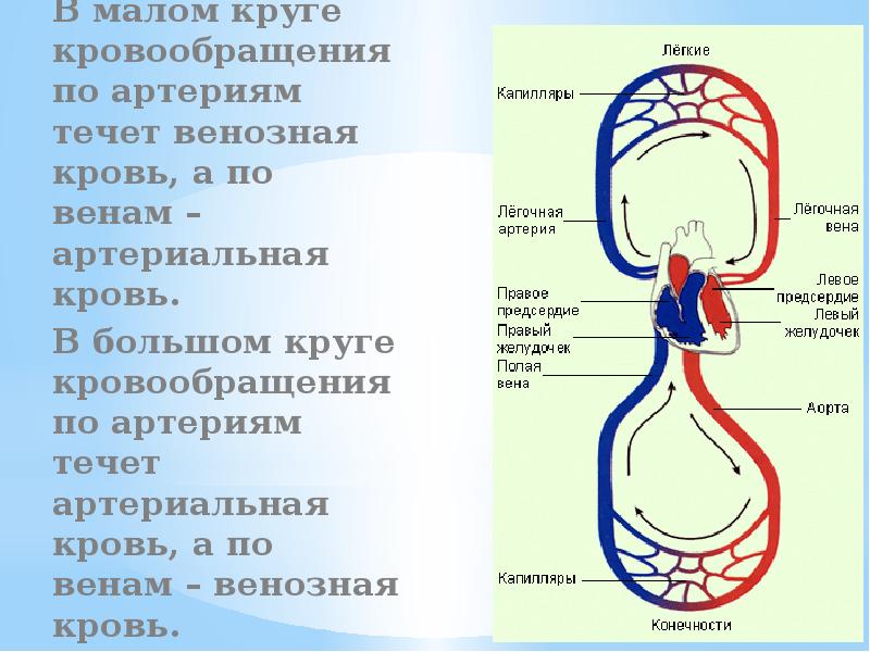 Вены кругов кровообращения. Малый круг кровообращения артериальная кровь. По артериям малого круга кровообращения течет. В артериях малого круга кровообращения течёт венозная кровь. Кровь в большом круге кровообращения.