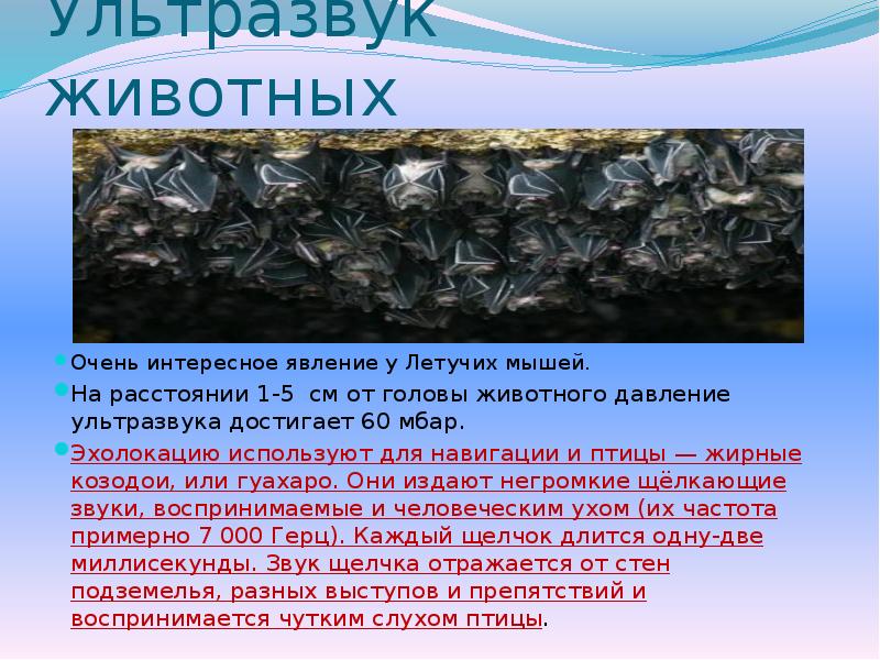 Ультразвук животных
Очень интересное явление у Летучих мышей.
На расстоянии 1-5 Ультразвук животных
Очень интересное явление у Летучих мышей.
На расстоянии 1-5