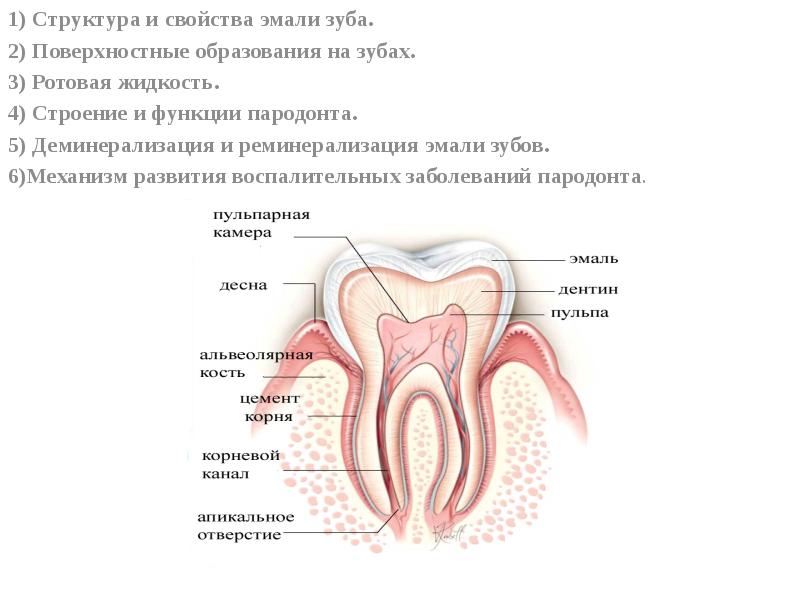 Эмаль зуба презентация