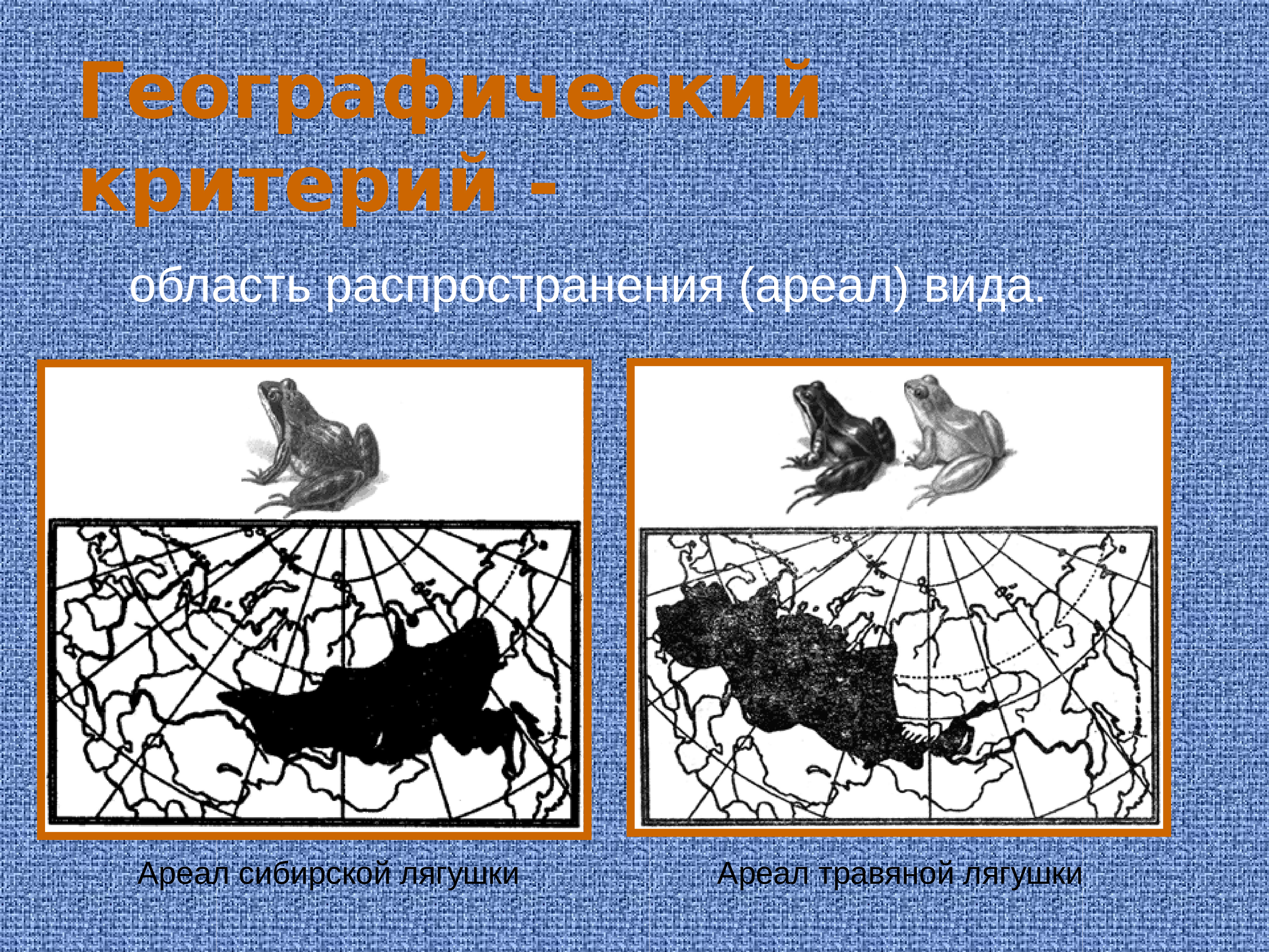 Географический критерий. Эколого-географический критерий вида. Эколого-географический критерий вида примеры. Эколого географический критерий примеры. Ареал сибирской лягушки.