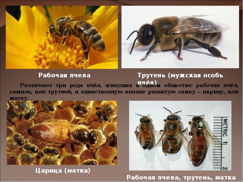 Рабочие особи. Трутень пчела. Трутень и рабочая пчела. Пчела матка трутень. Рабочие особи у пчел.