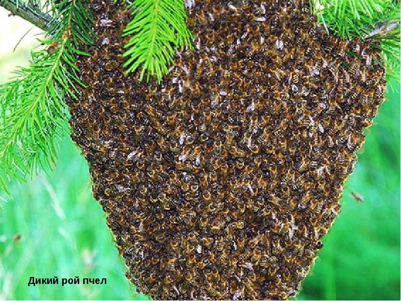Роевые пчелы. Роение пчел. Пчелиный Рой. Роение муравьев. Роение пчел фото.
