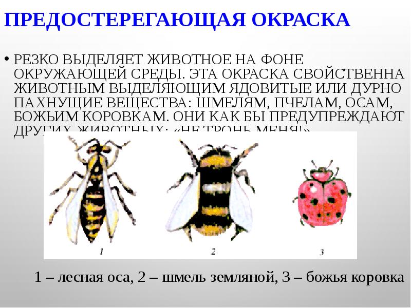 Усложнение строения животных многообразие видов как результат эволюции презентация