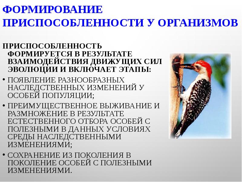 Многообразие видов это результат создания их одним творцом по заранее намеченному плану кто сказал