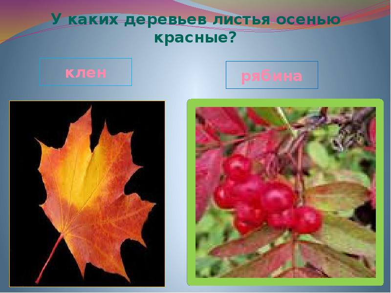 Какие листья деревьев краснеют. Листья каких деревьев осенью краснеют. какие листья осенью красные. клен и рябина. листья каких деревьевосееью красеебт.