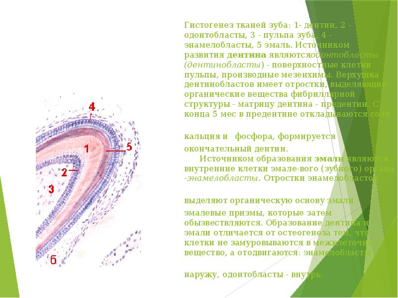 Гистогенез зубов презентация