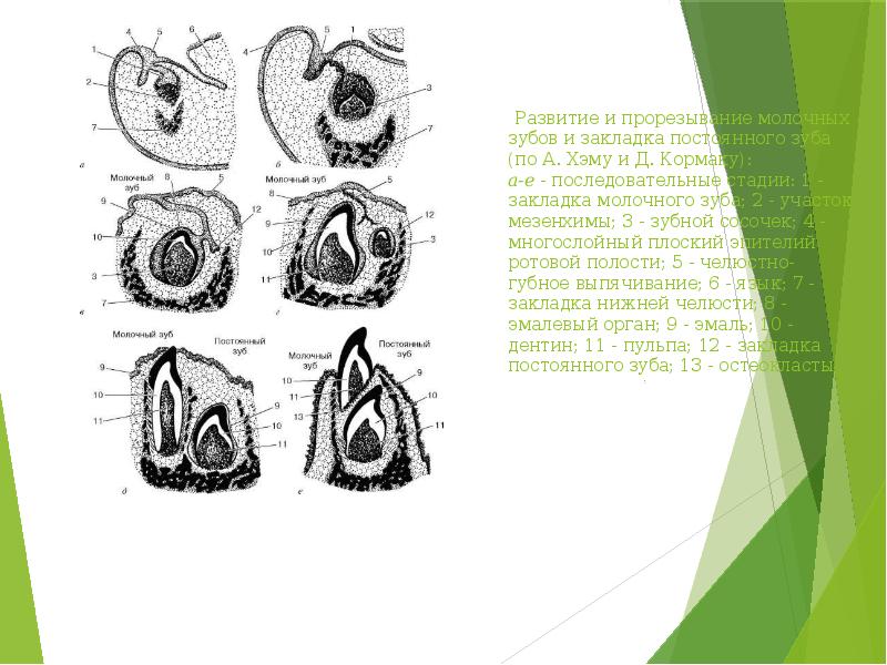 Анатомия постоянных зубов презентация