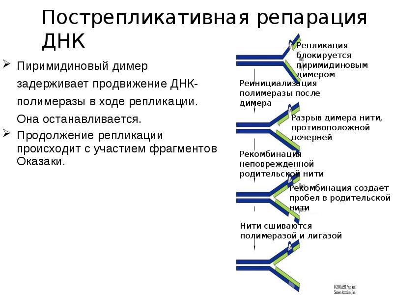 Репарация днк презентация