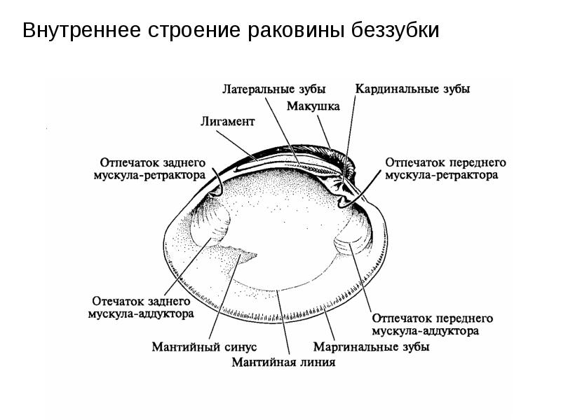 Внешнее строение раковины. Внутреннее строение раковины двустворчатого моллюска. Внешнее строение раковины беззубки. Строение раковины беззубки строение. Внутреннее строение раковины мидии.