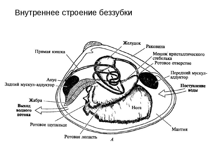 Назовите систему органов моллюска изображенную на рисунке а под 2 номером