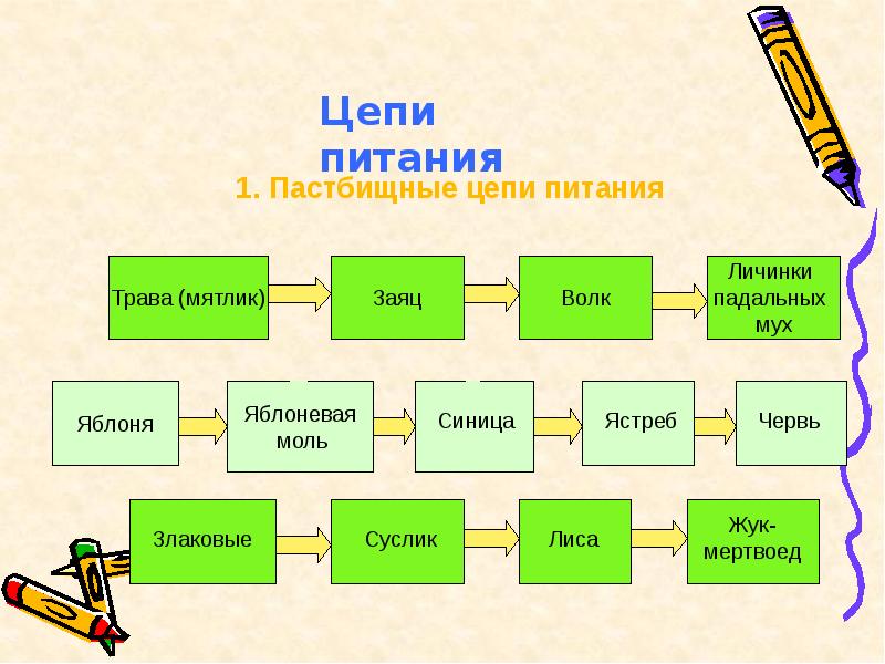 Пищевая цепочка примеры