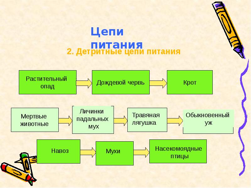 Проект пищевые цепи