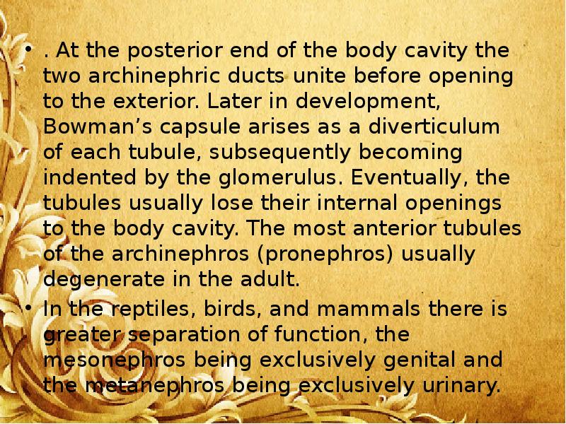 . At the posterior end of the body cavity the two . At the posterior end of the body cavity the two