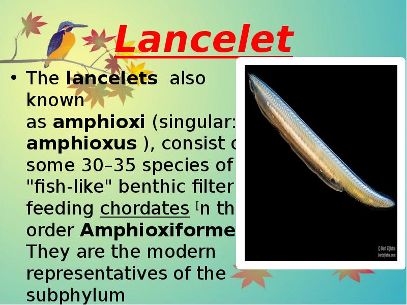 Lancelet
The lancelets also known as amphioxi (singular: amphioxus ), consist of some 30–35 species Lancelet
The lancelets also known as amphioxi (singular: amphioxus ), consist of some 30–35 species