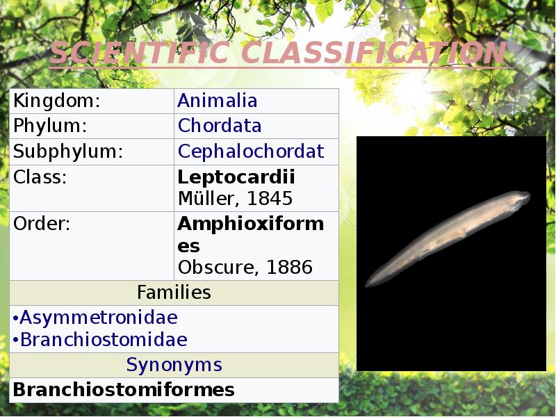 SCIENTIFIC CLASSIFICATION SCIENTIFIC CLASSIFICATION