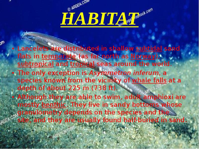 HABITAT
Lancelets are distributed in shallow subtidal sand flats in temperate (as far north HABITAT
Lancelets are distributed in shallow subtidal sand flats in temperate (as far north
