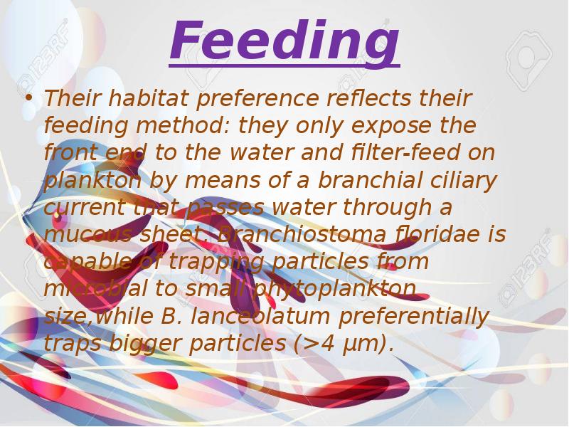 Feeding
Their habitat preference reflects their feeding method: they only Feeding
Their habitat preference reflects their feeding method: they only