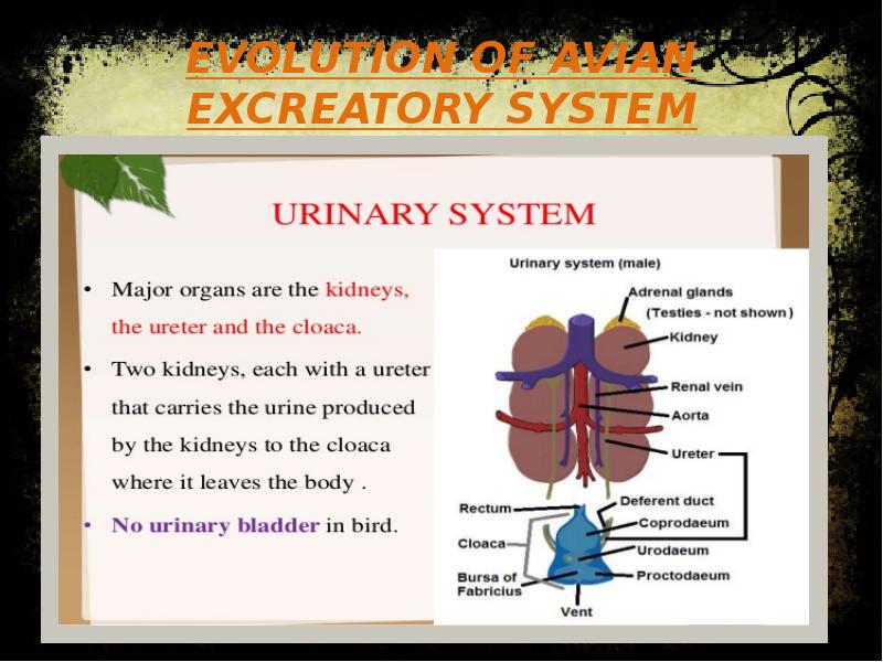 EVOLUTION OF AVIAN EXCREATORY SYSTEM EVOLUTION OF AVIAN EXCREATORY SYSTEM