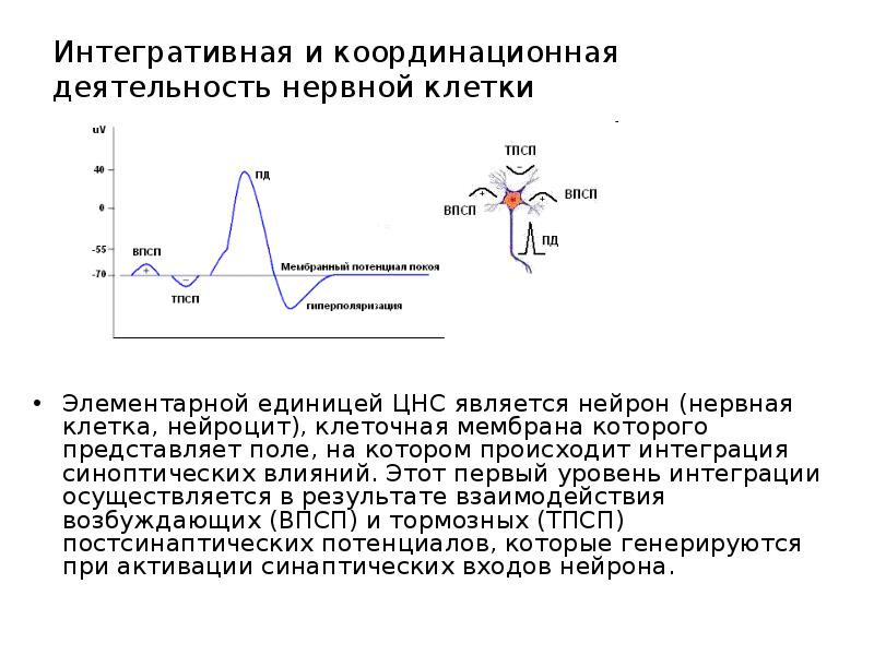 Физиология центральной нервной системы