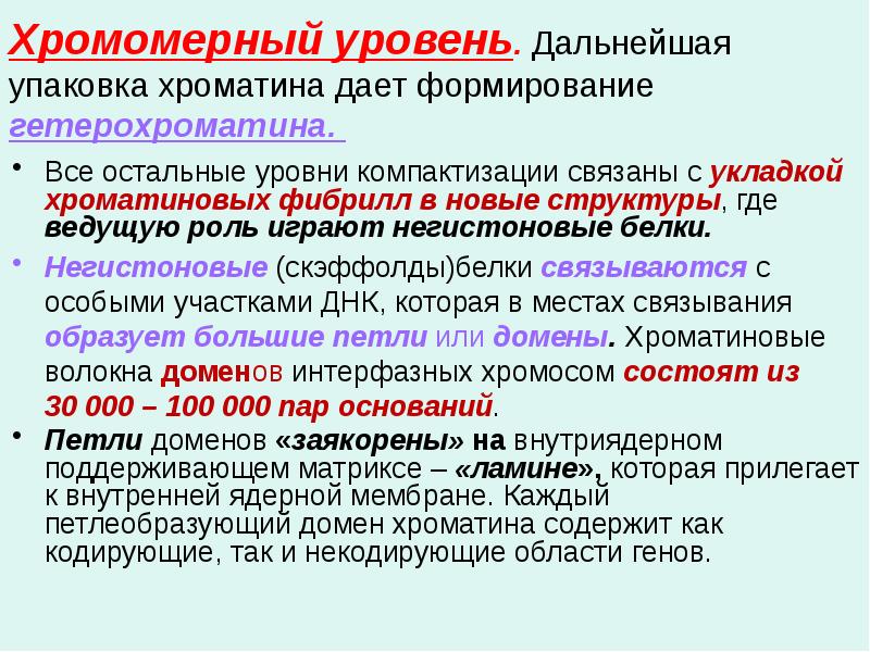 Хромомерный уровень. Дальнейшая упаковка хроматина дает формирование гетерохроматина.   Все