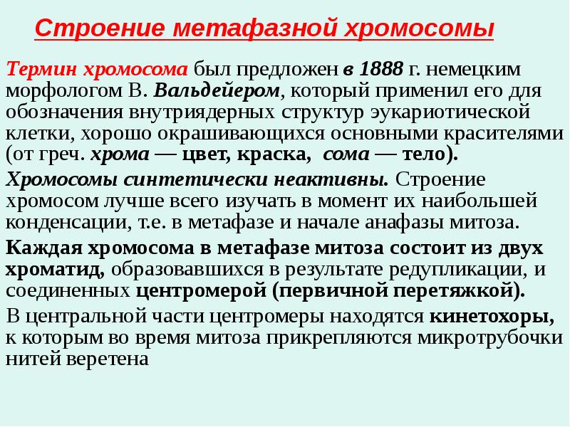 Строение метафазной хромосомы Термин хромосома был предложен в 1888 г. немецким