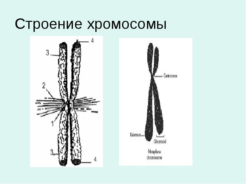 Хромосомы формируются