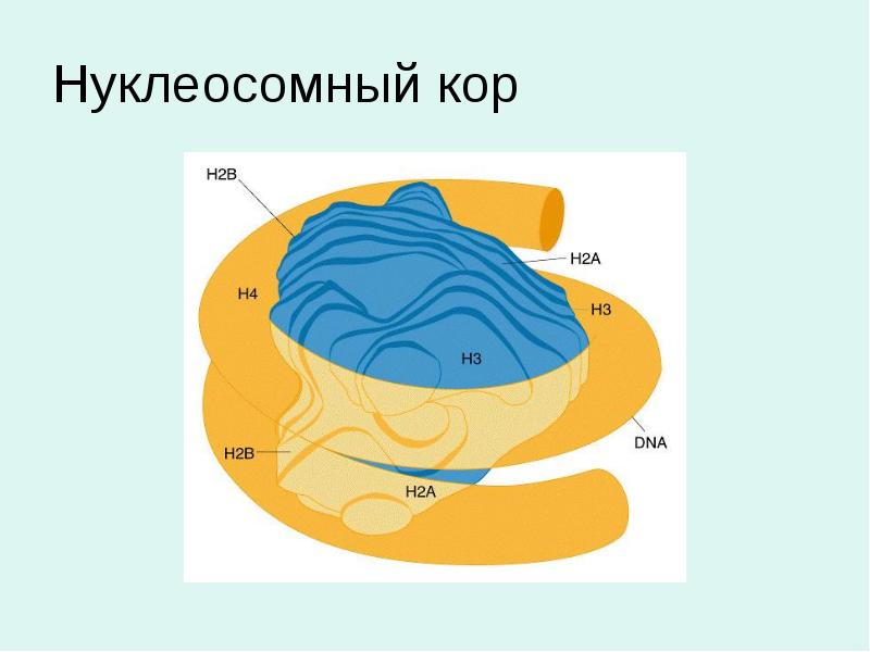 Нуклеосомный кор