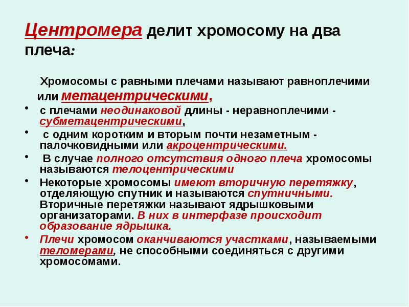 Центромера делит хромосому на два плеча:    Хромосомы с
