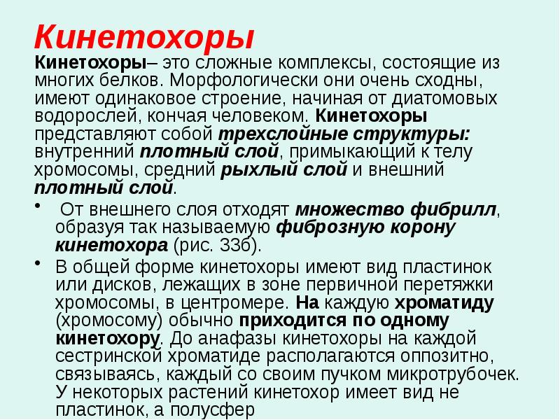 Кинетохоры Кинетохоры– это сложные комплексы, состоящие из многих белков. Морфологически они