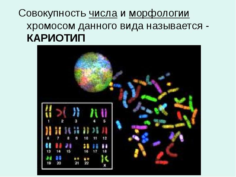 Совокупность числа и морфологии хромосом данного вида называется - КАРИОТИП Совокупность