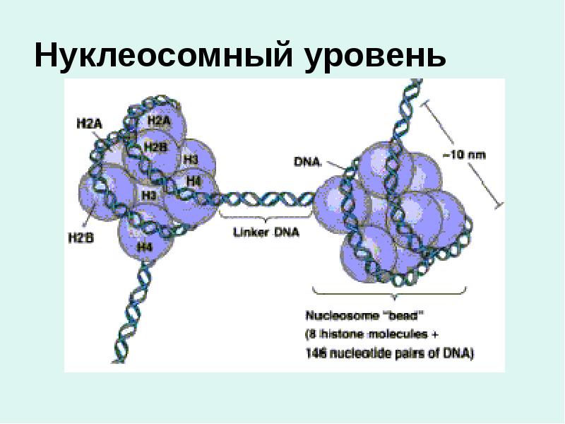 Нуклеосомный уровень