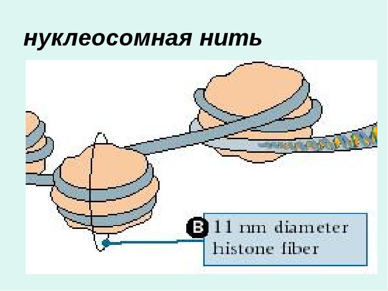 нуклеосомная нить
