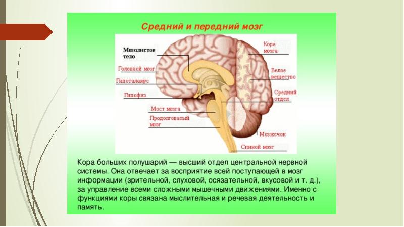 Мозг какая информация. Отделы мозга отвечающие за восприятие. Отдел мозга отвечающий за восприятие информации. За что отвечает передний мозг. Мозговые центры отвечающие за восприятие.