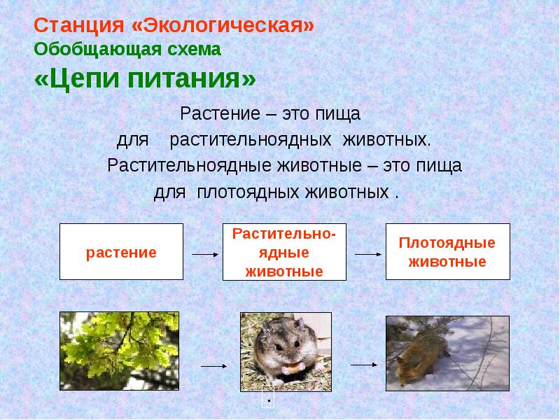 Животные взаимосвязь растительного и животного мира презентация