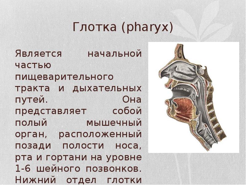 Глотка (pharyx)
Является начальной частью пищеварительного тракта и дыхательных путей. Она Глотка (pharyx)
Является начальной частью пищеварительного тракта и дыхательных путей. Она